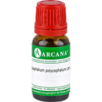 Artikelbild Gnaphalium Polycephalum Lm 5 Dilution 10ml